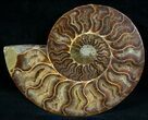 Split Ammonite Fossil (Half) #6889-1